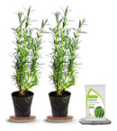 Muda de Alecrim Natural